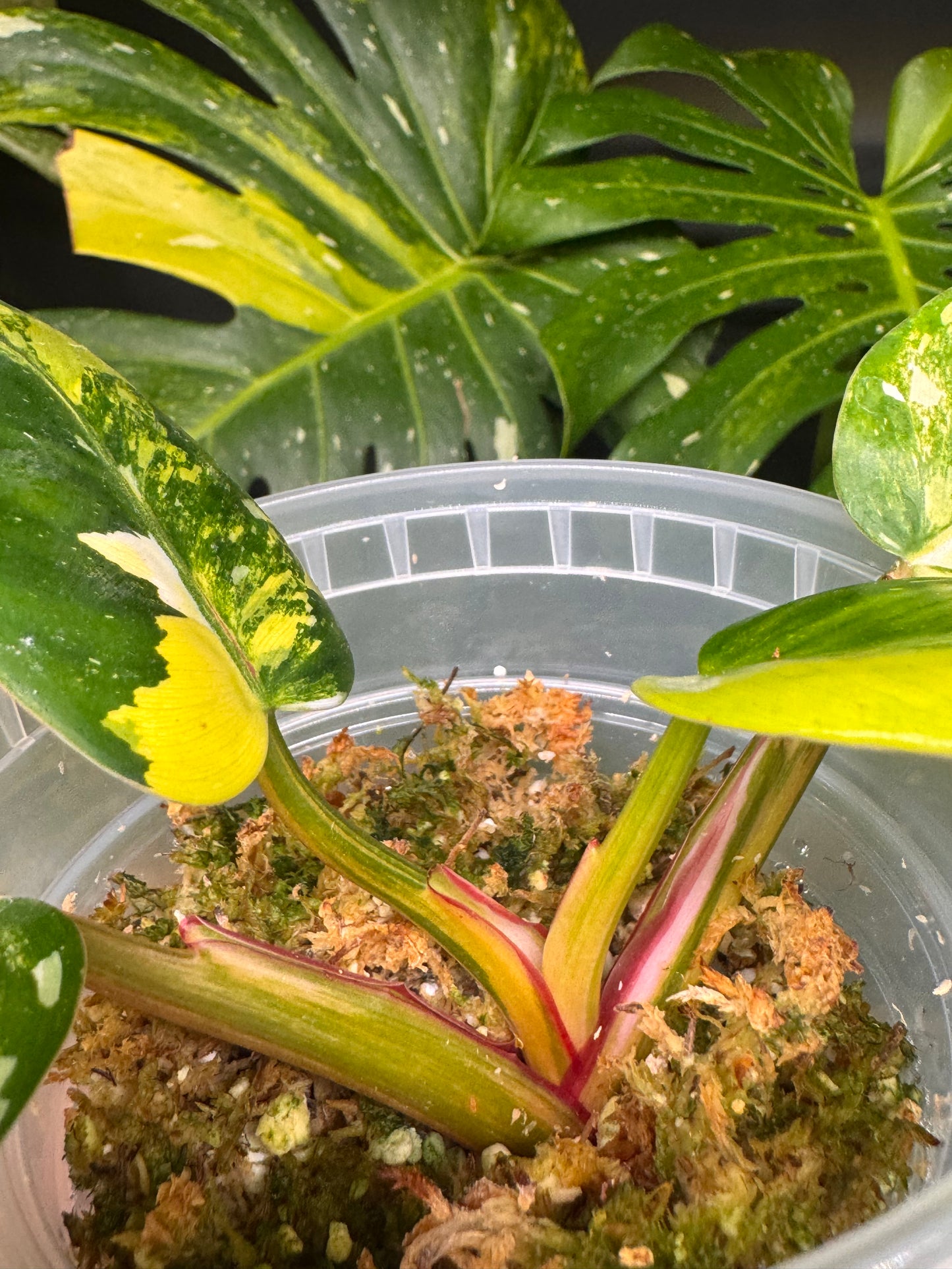 Variegated White Princess Aurea