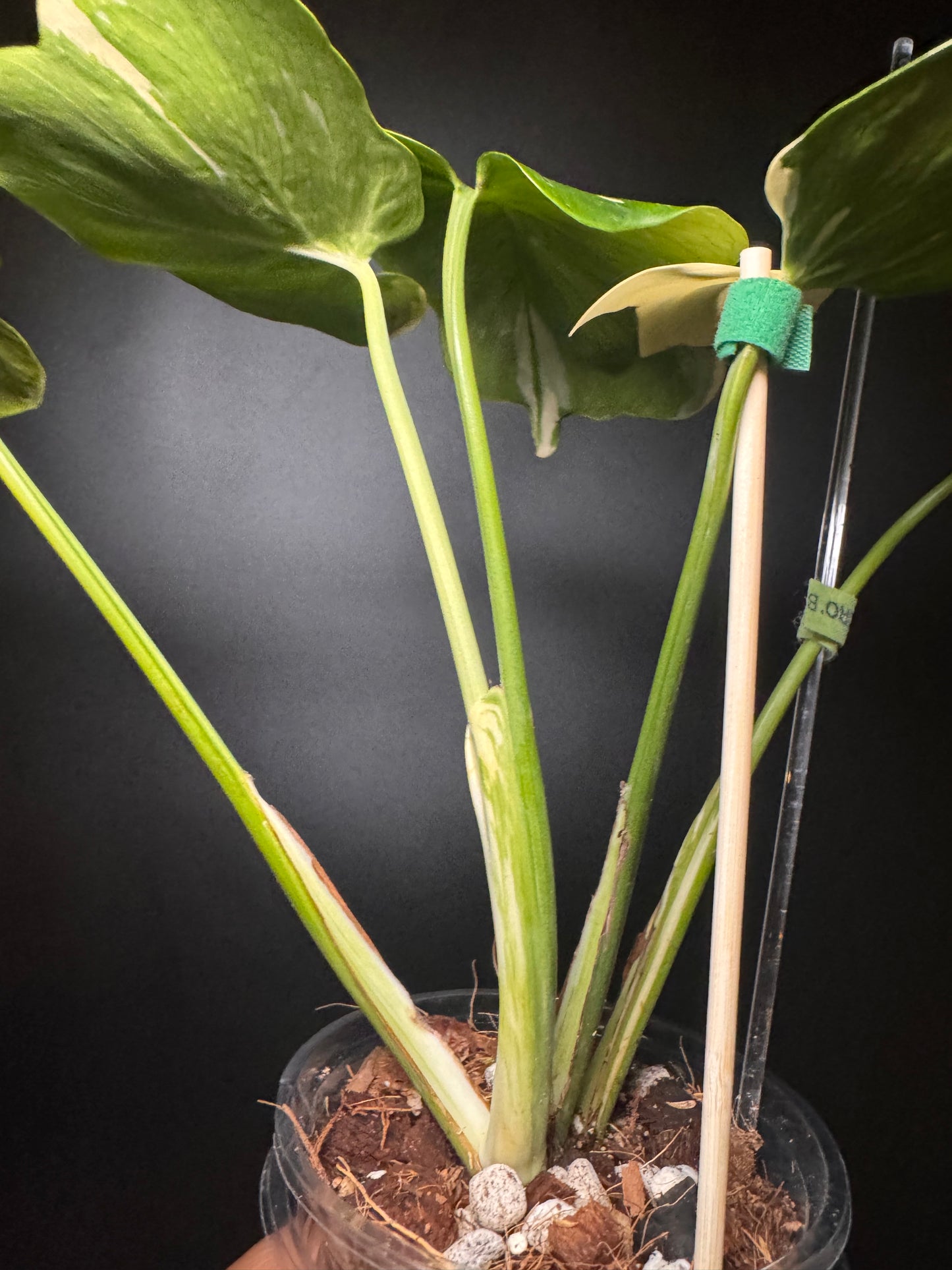 Introducing the new Monstera Batman only 1 available in the US🪴🦄