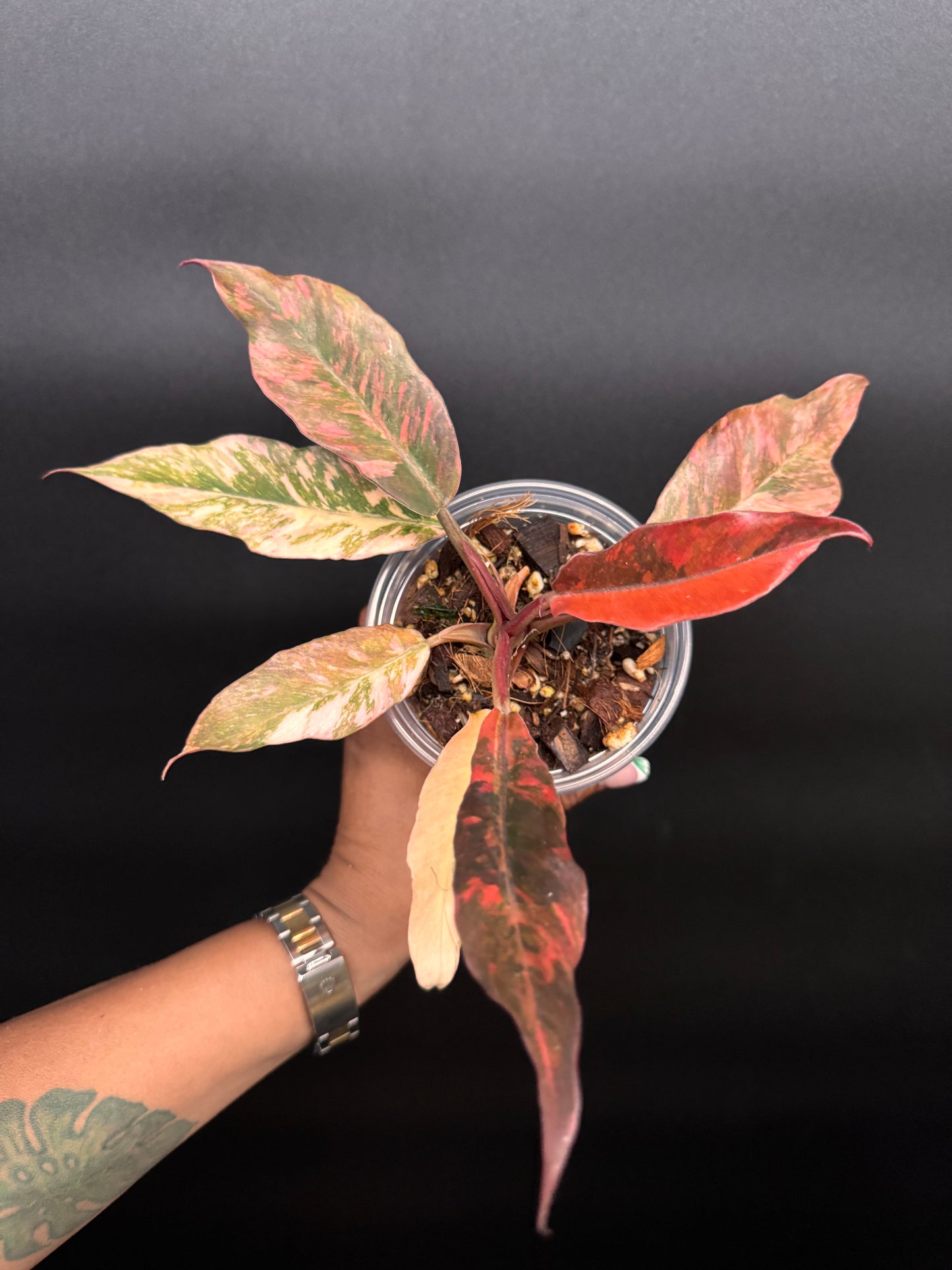 Super rare fire tiger philodendron