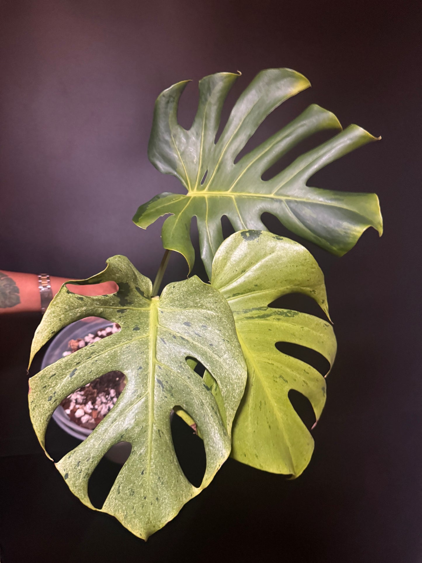 Variegated Monstera Shamrock Shake
