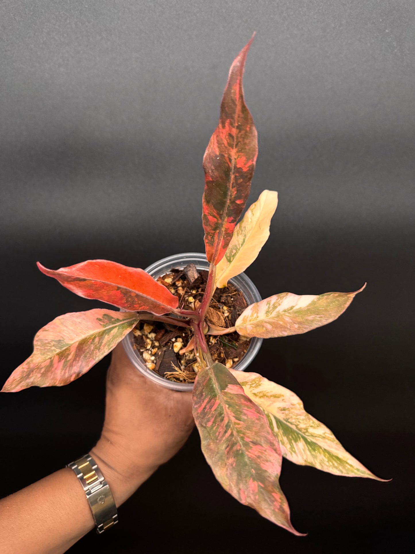 Super rare fire tiger philodendron