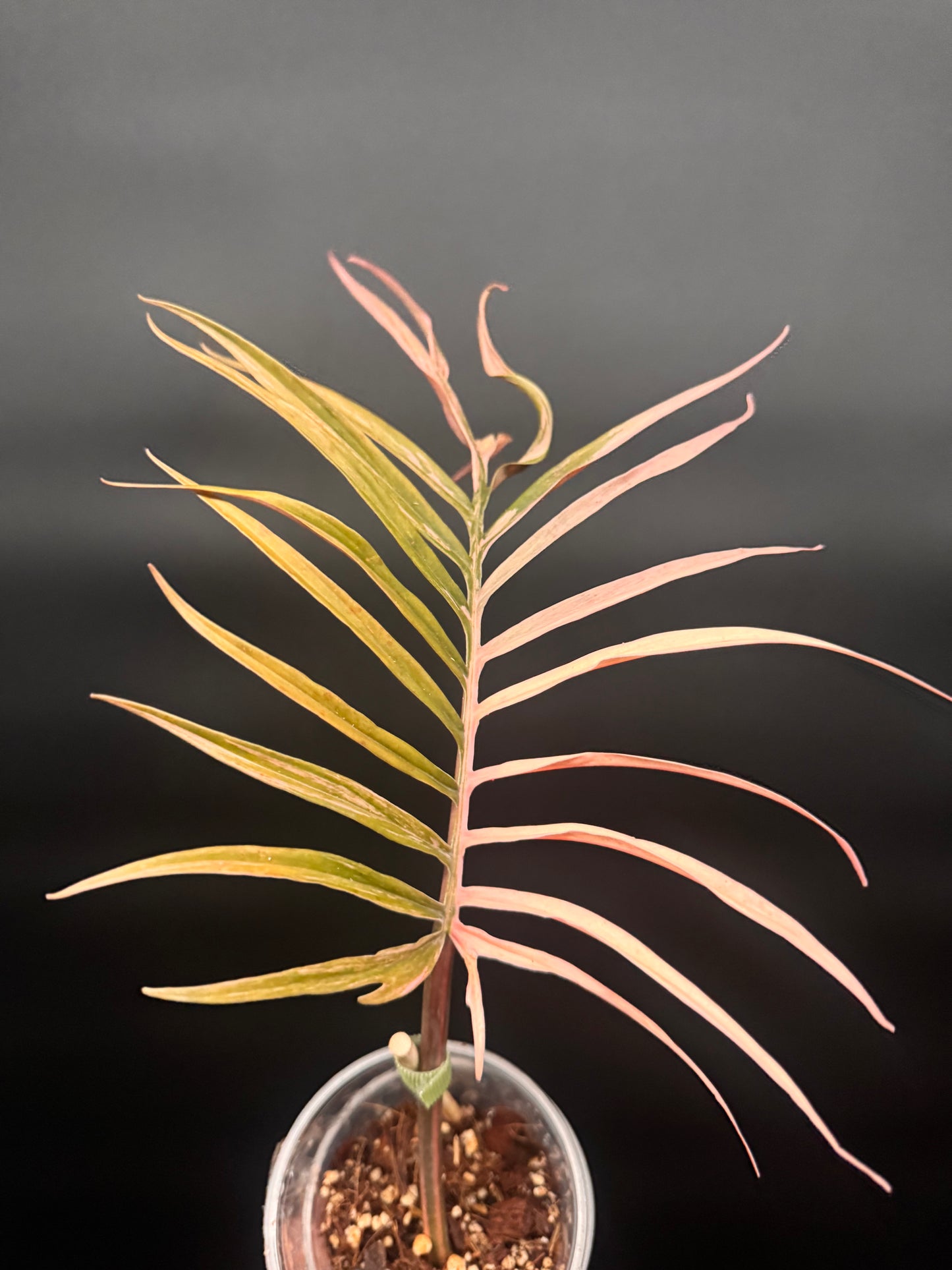 Variegated Pink Tortum 🪴🦄