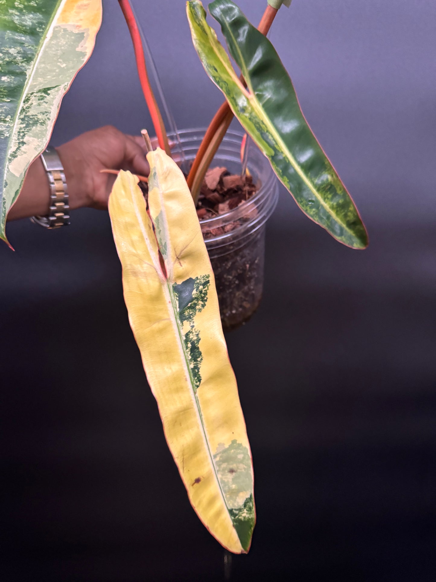 Variegated Philodendron Billietiae Full Mother Plant