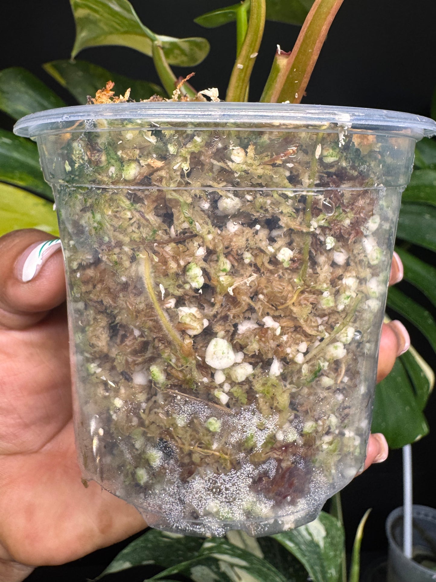 Variegated White Princess Aurea