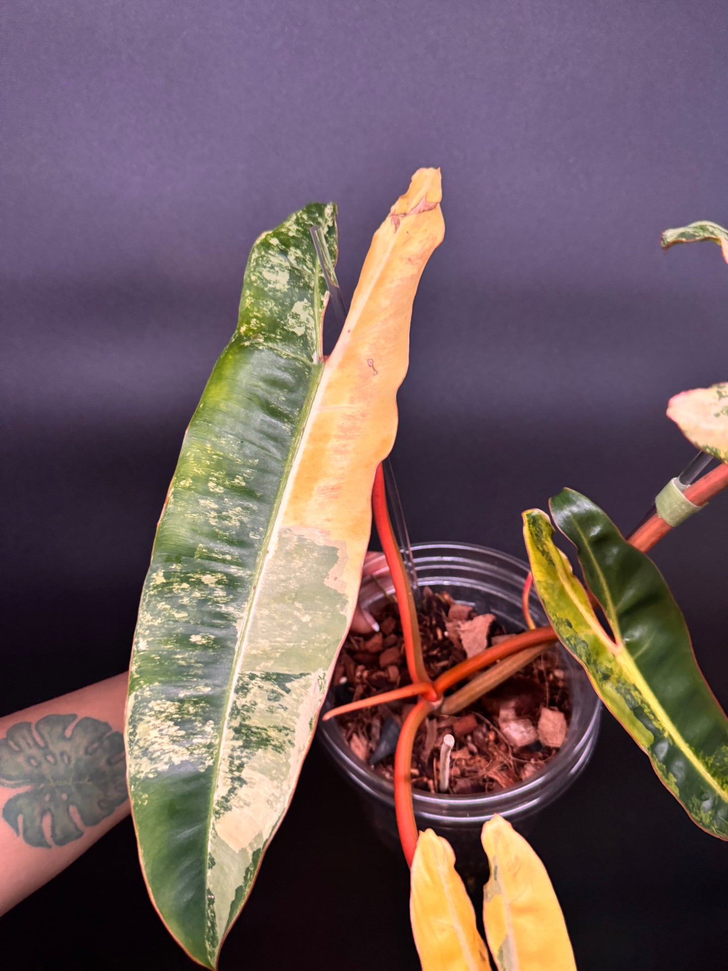 Variegated Philodendron Billietiae Full Mother Plant