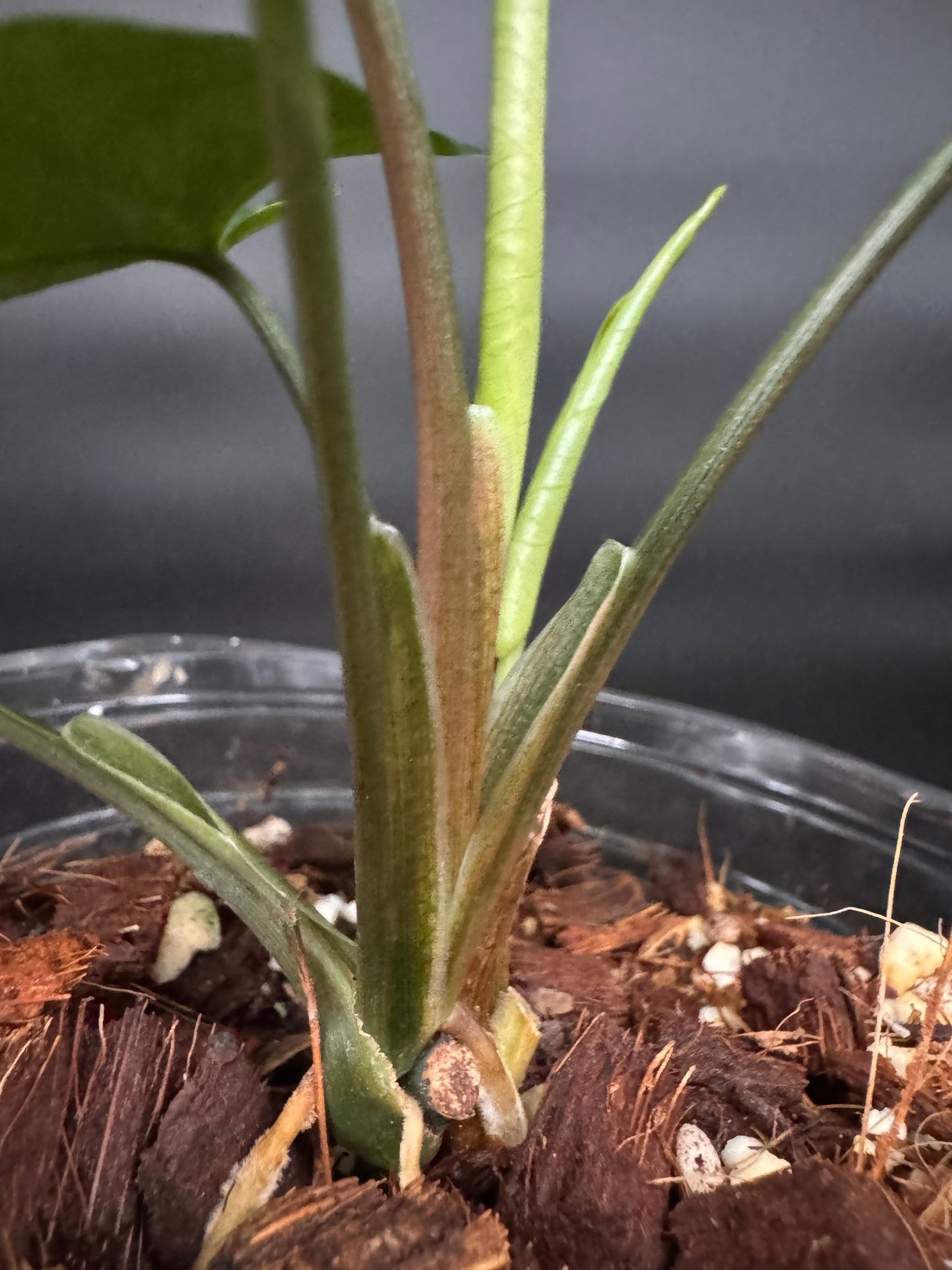 Highly Variegated Syngonium Aurea