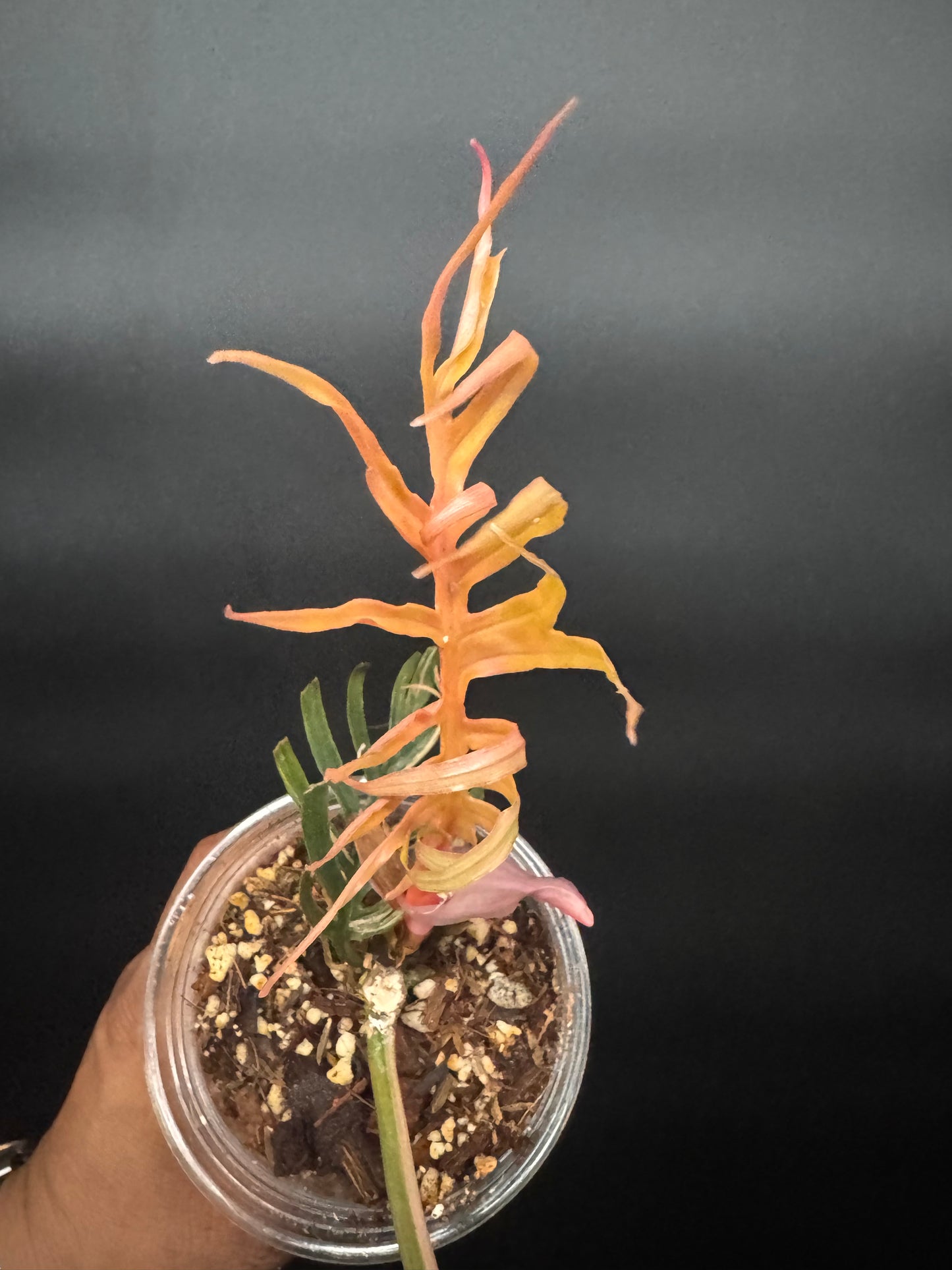 Variegated Tortum 🪴🦄