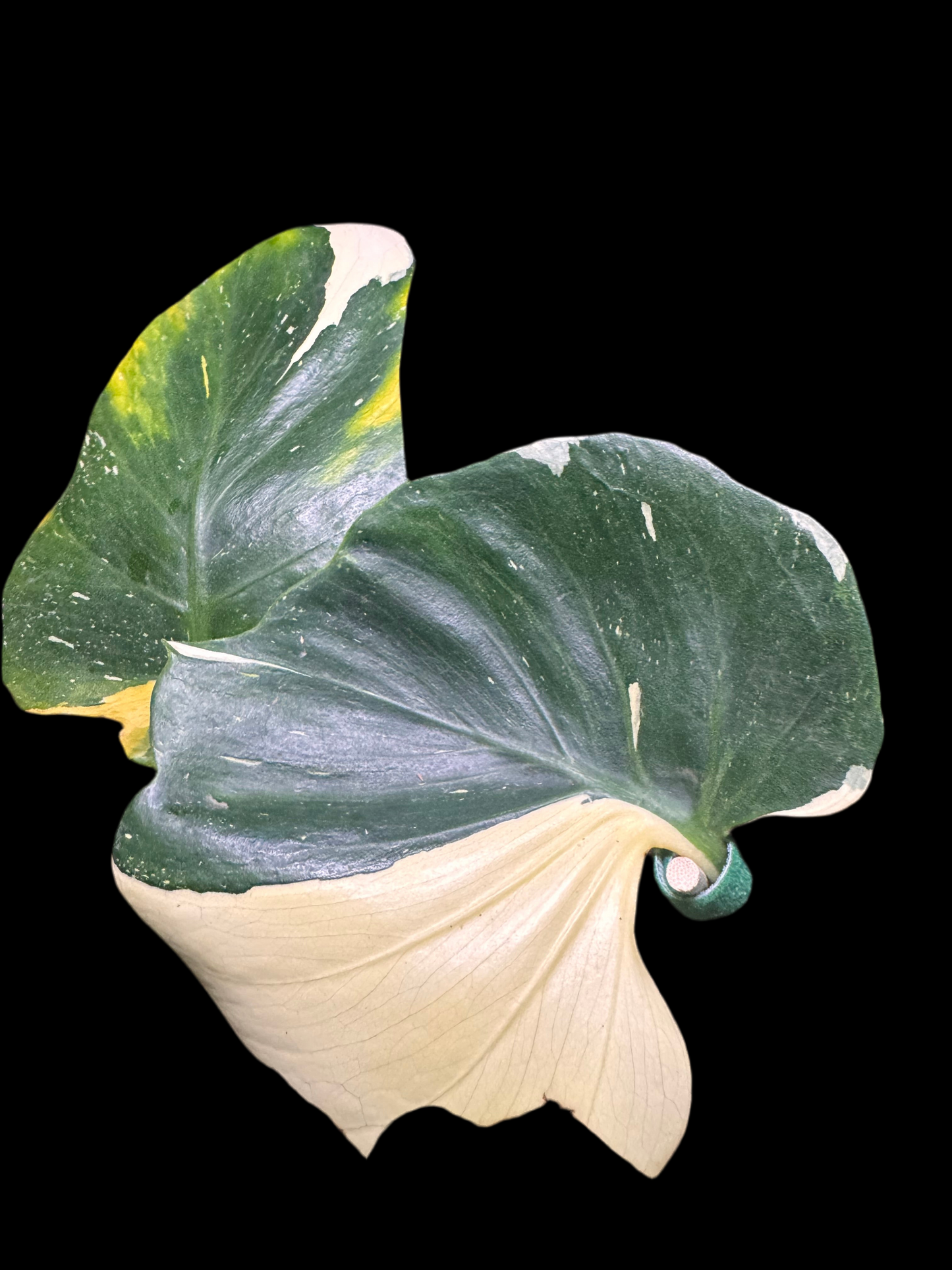 Introducing the new Monstera Batman only 1 available in the US🪴🦄