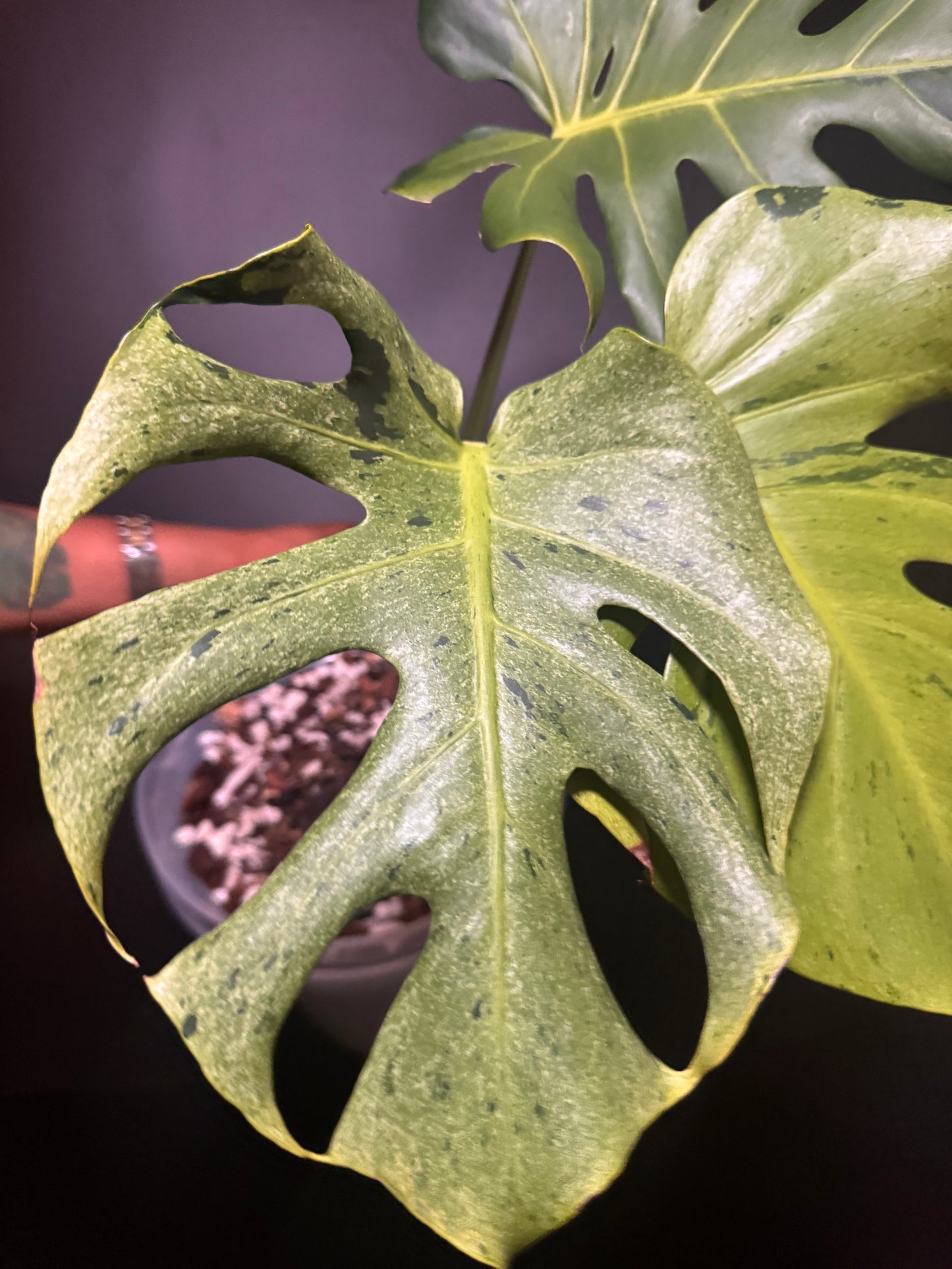 Variegated Monstera Shamrock Shake