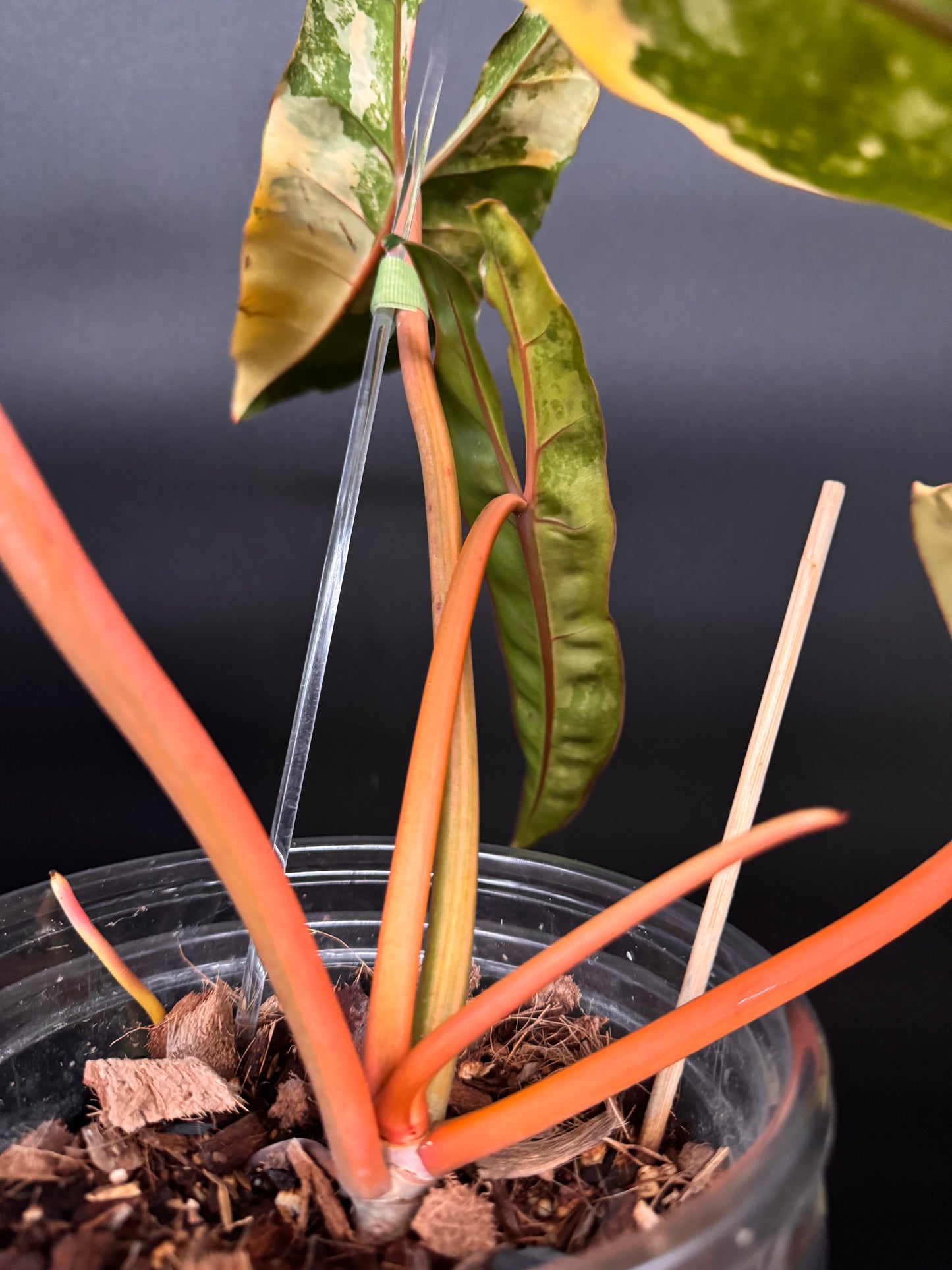 Variegated Philodendron Billietiae Full Mother Plant