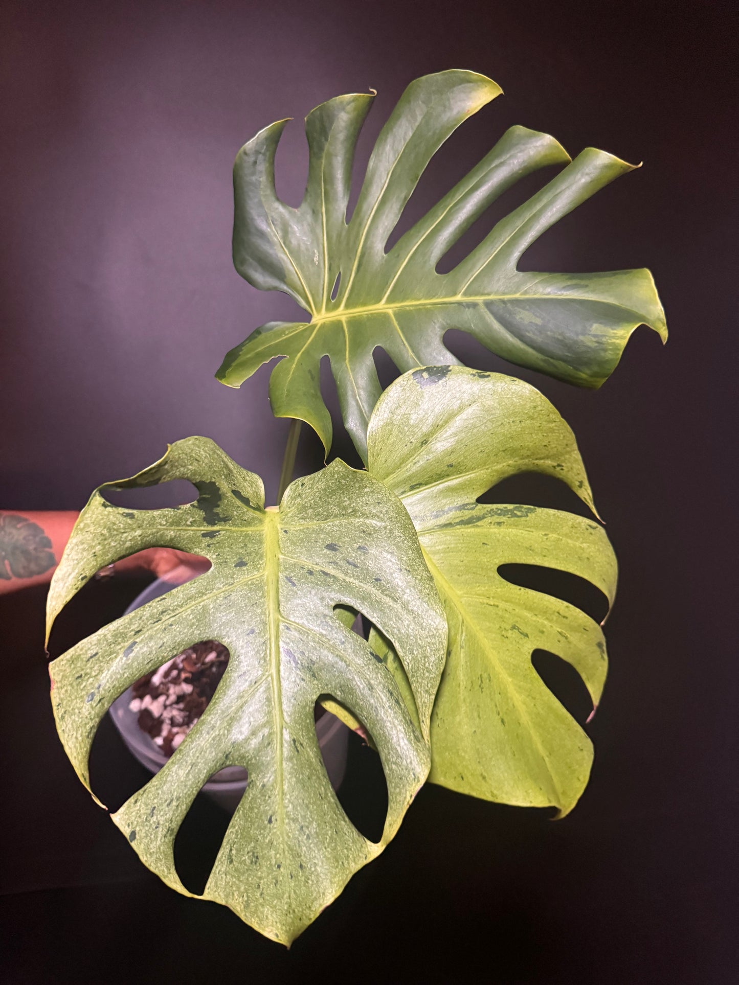 Variegated Monstera Shamrock Shake
