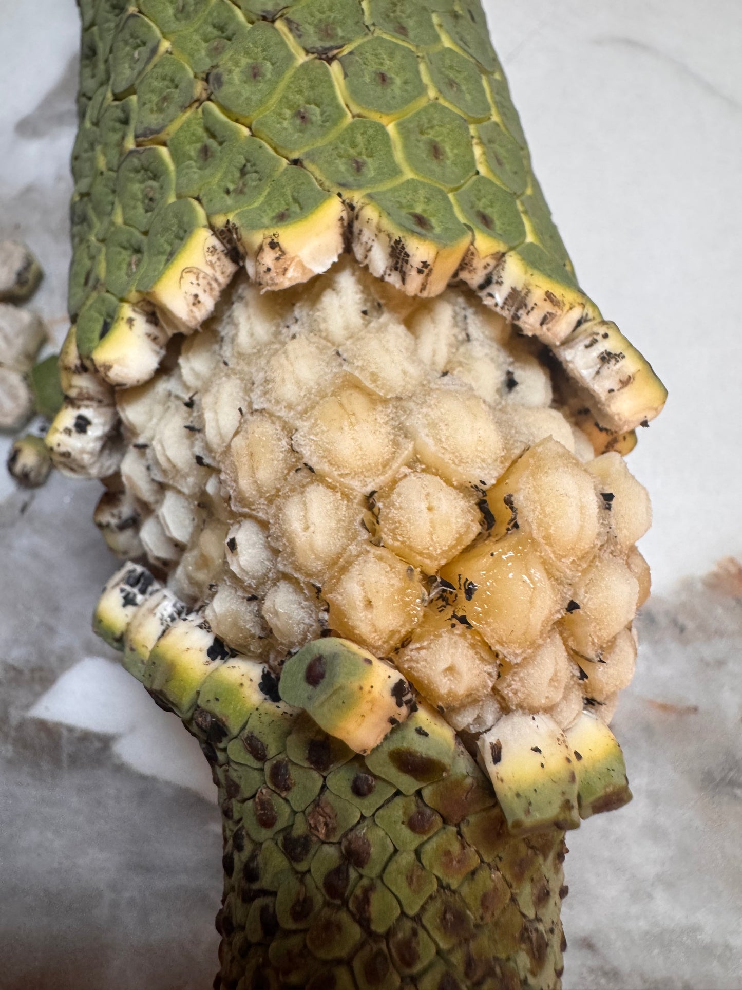 Monstera Deliciosa Fruit😋🍌
