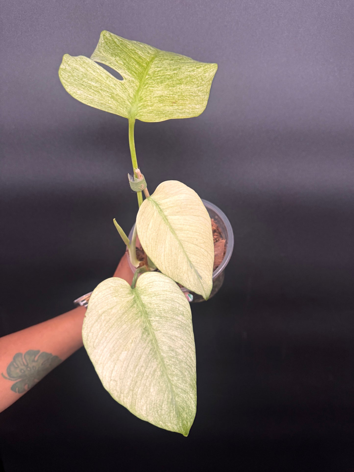 Variegated Monstera Full Mint