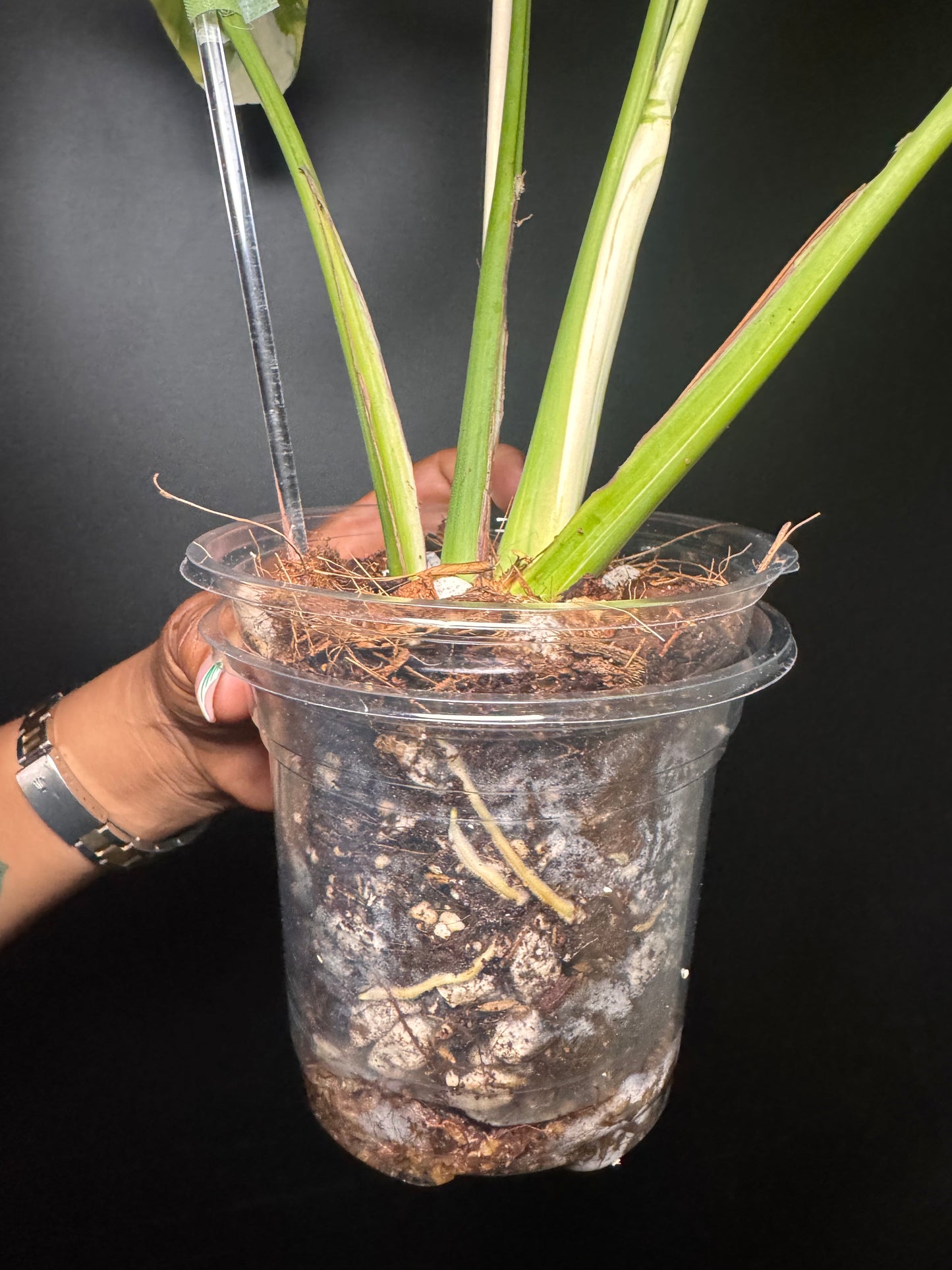 Introducing the new Monstera Batman only 1 available in the US🪴🦄