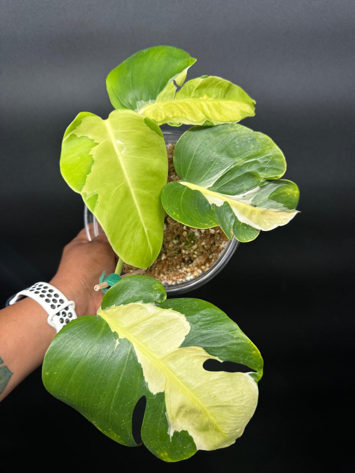 Variegated Monstera White Lava | Rare Aroid Collector’s Dream