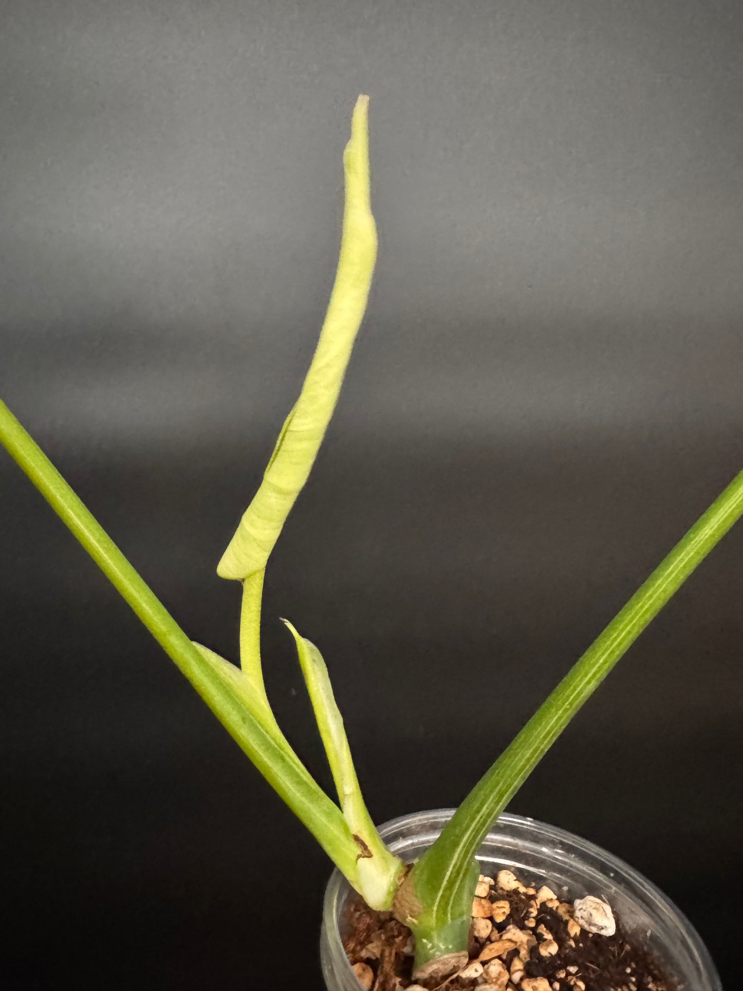 Variegated Monstera Mint Large form