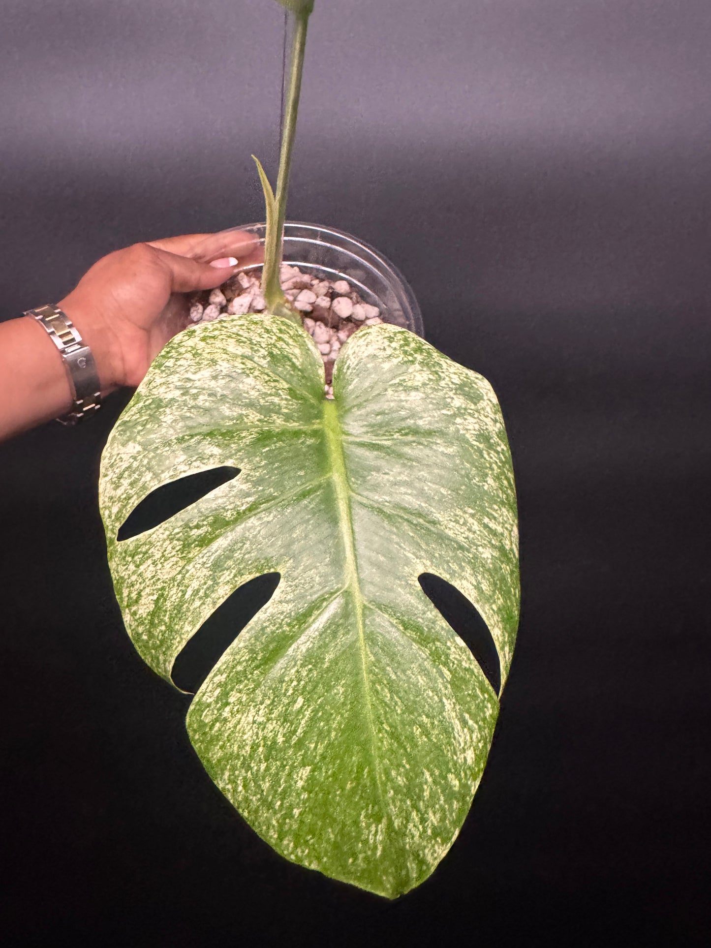 Variegated Monstera Mexican Mint