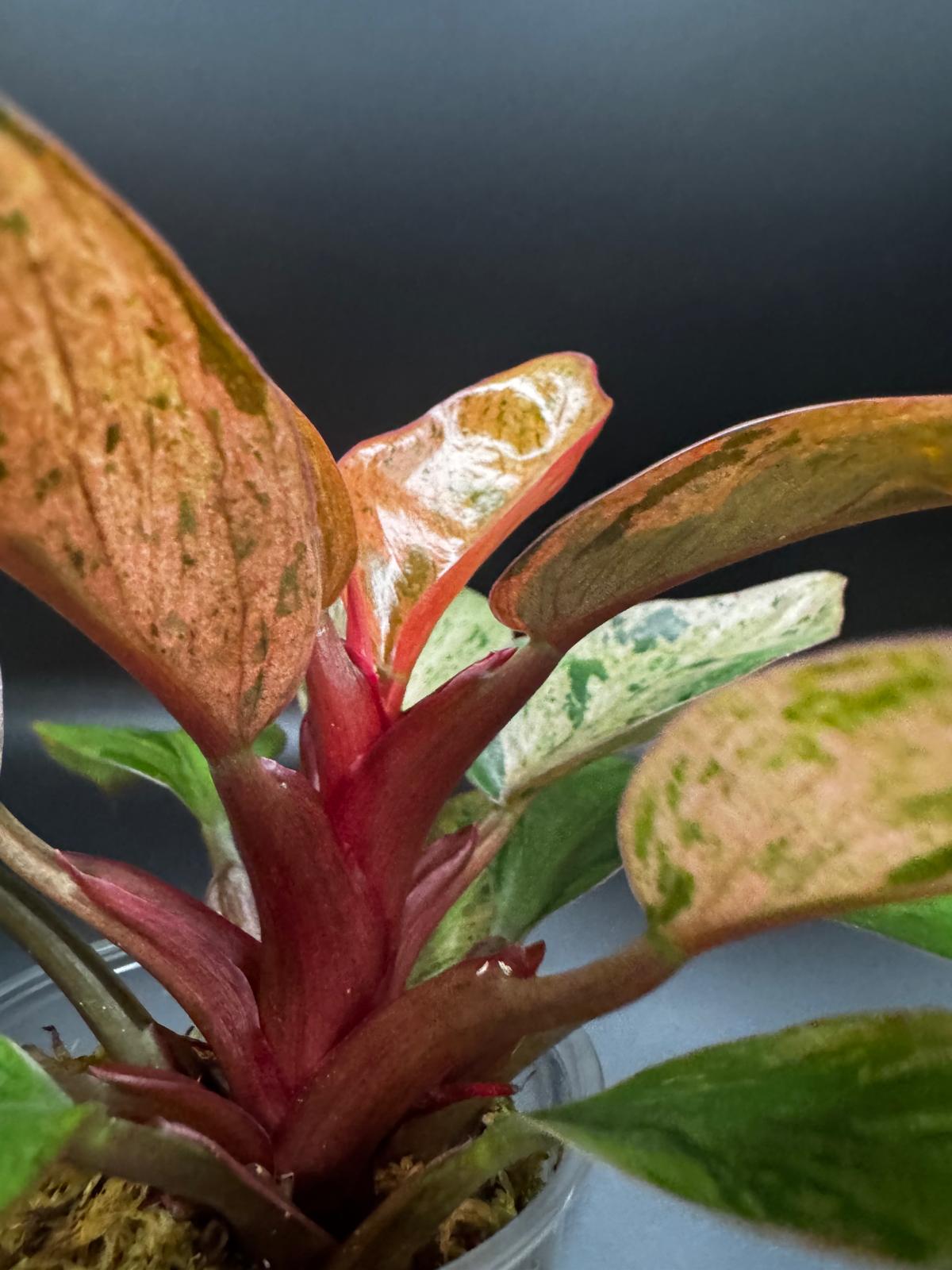 Variegated Red Congo Dwarf | Compact Beauty with Bold Color