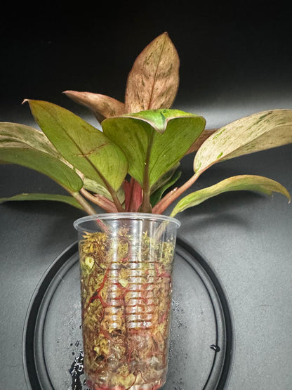 Variegated Red Congo Dwarf | Compact Beauty with Bold Color