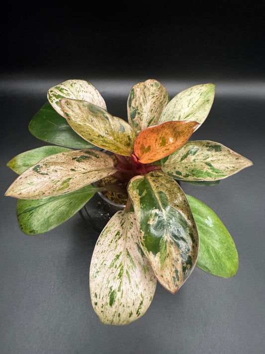 Variegated Red Congo Dwarf | Compact Beauty with Bold Color