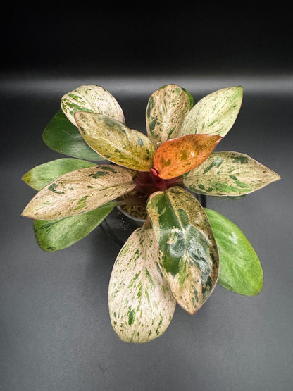 Variegated Red Congo Dwarf | Compact Beauty with Bold Color