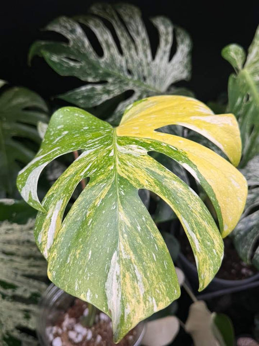 Ultra rare monstera miracle🪴🦄