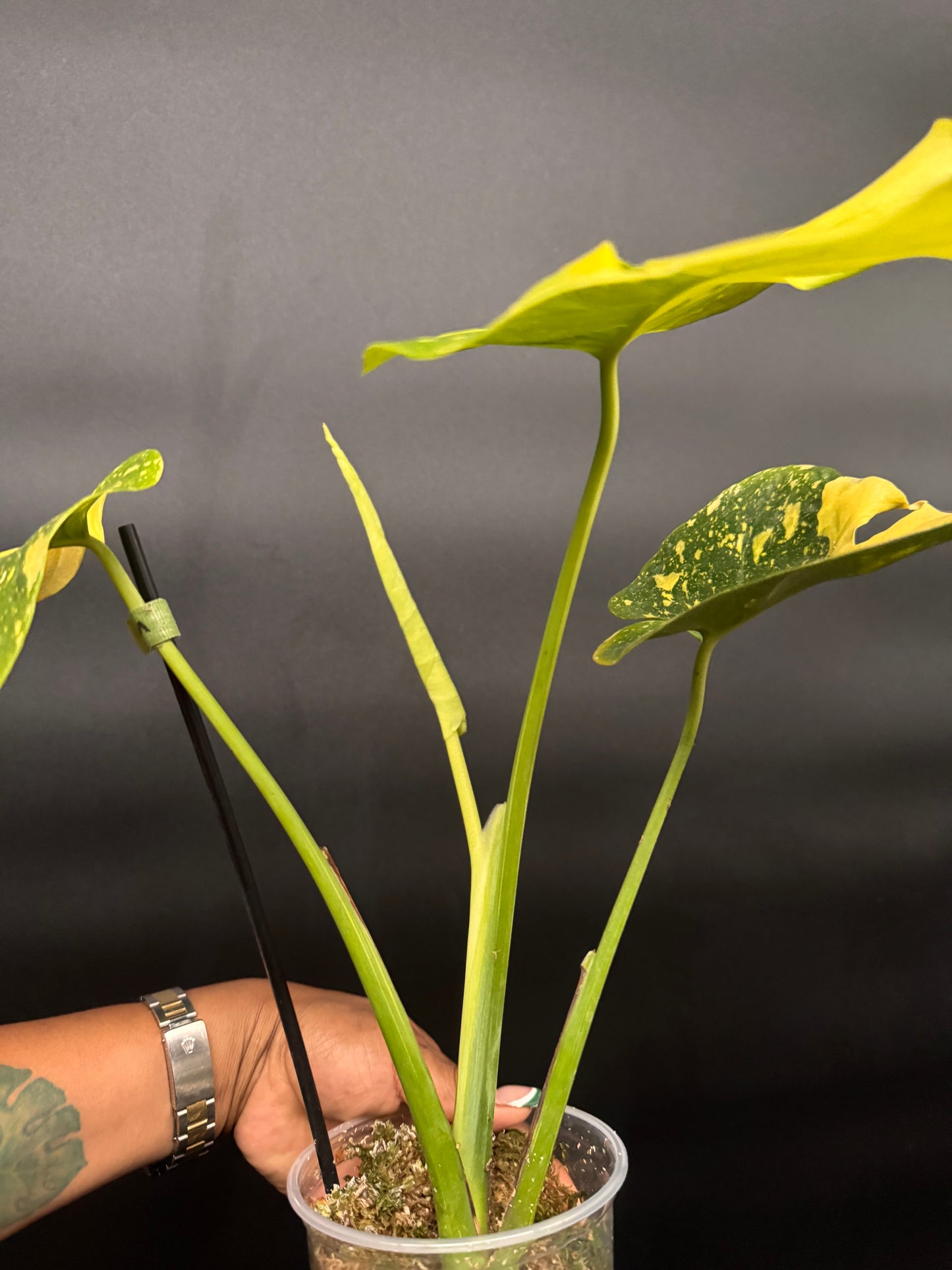 🔥🪴🦄Variegated Monstera Electrolyte