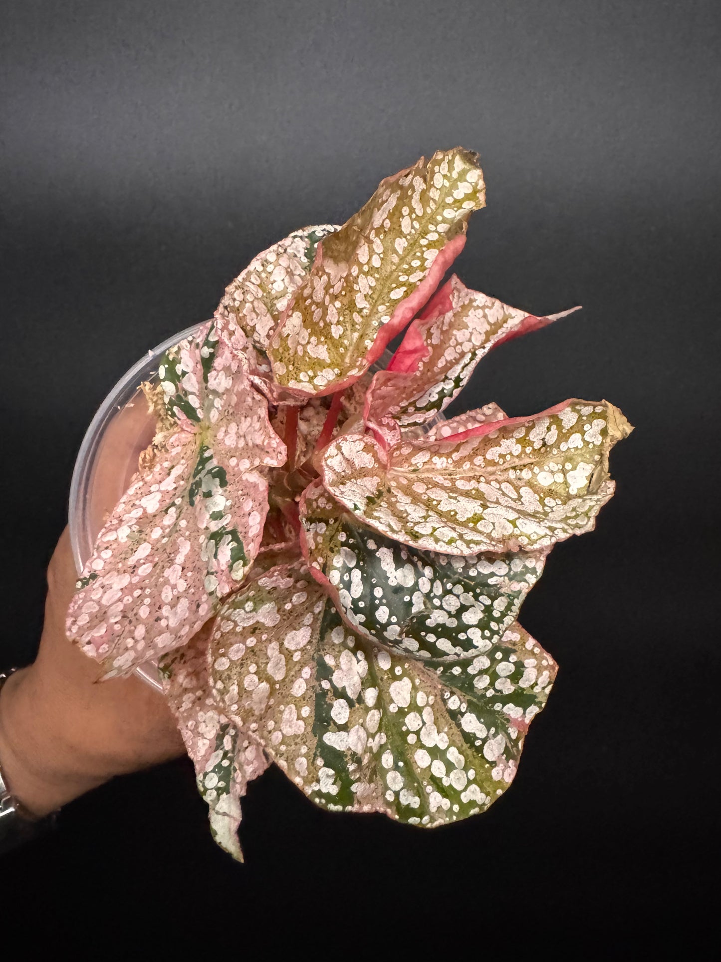 Variegated pink begonia snow capped