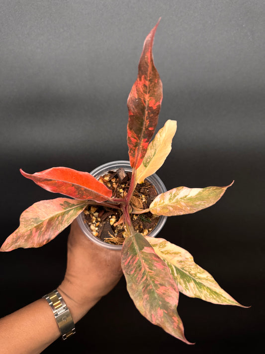 Super rare fire tiger philodendron