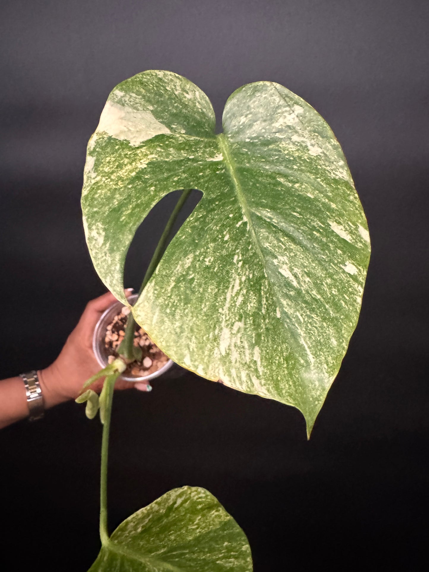 Variegated Monstera Mint Large form