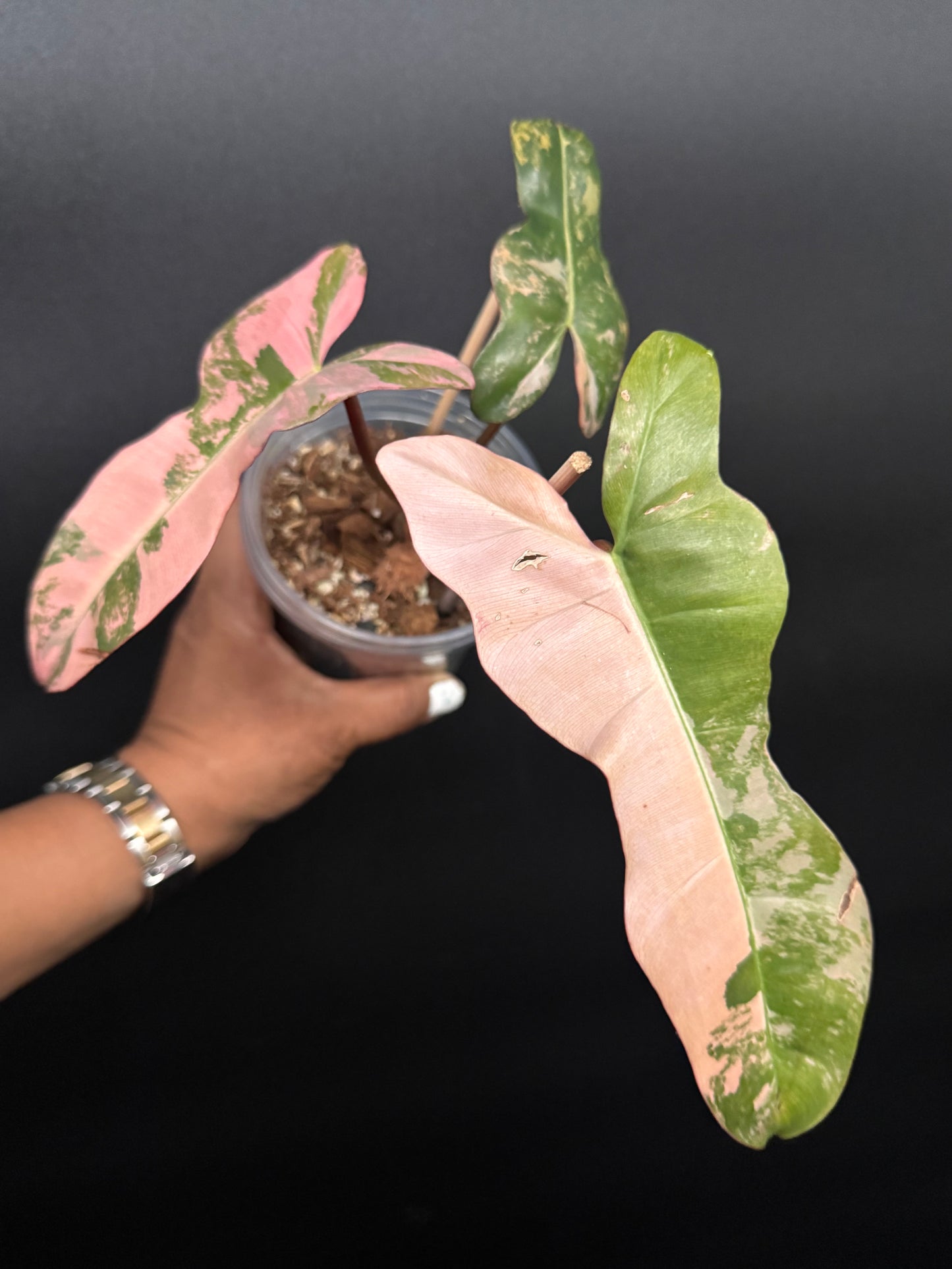 🔥🪴🦄🦄Super rare philodendron brown beauty