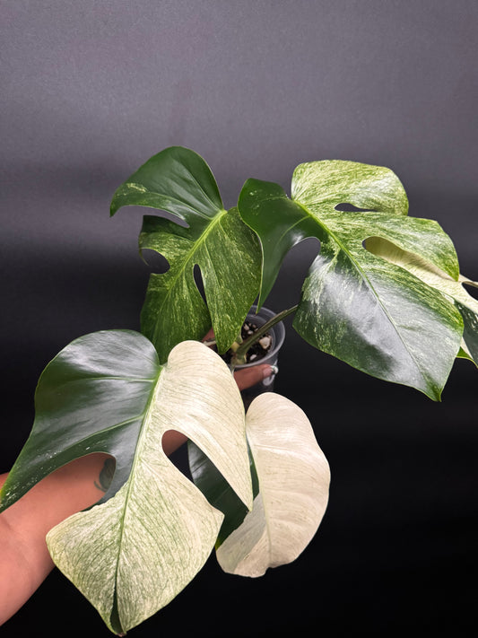 Highly Variegated Monstera Mint Noid