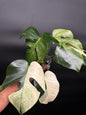 Highly Variegated Monstera Mint Noid