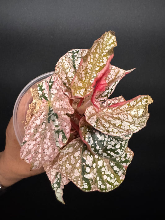 Variegated pink begonia snow capped