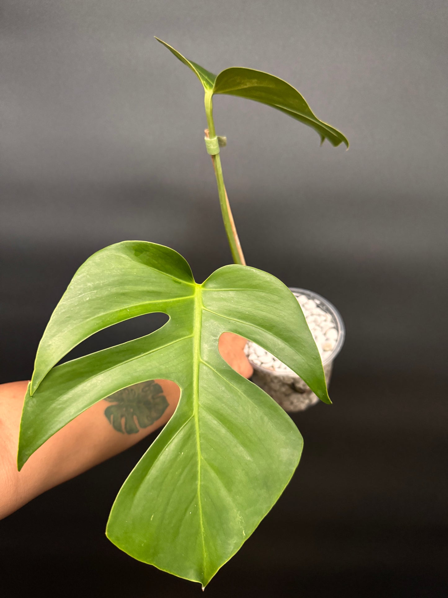 Variegated Monstera Brazilian Albo