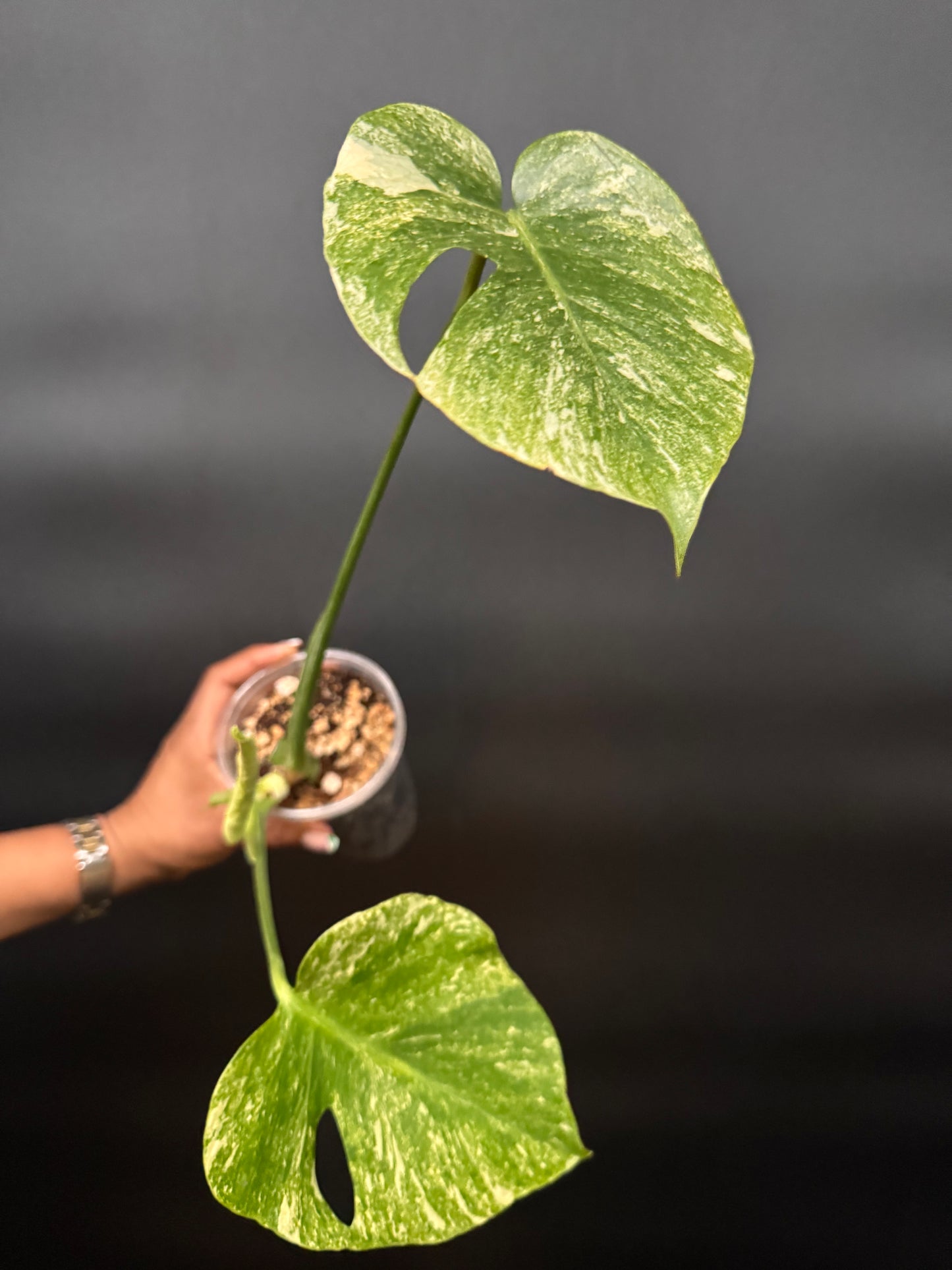 Variegated Monstera Mint Large form