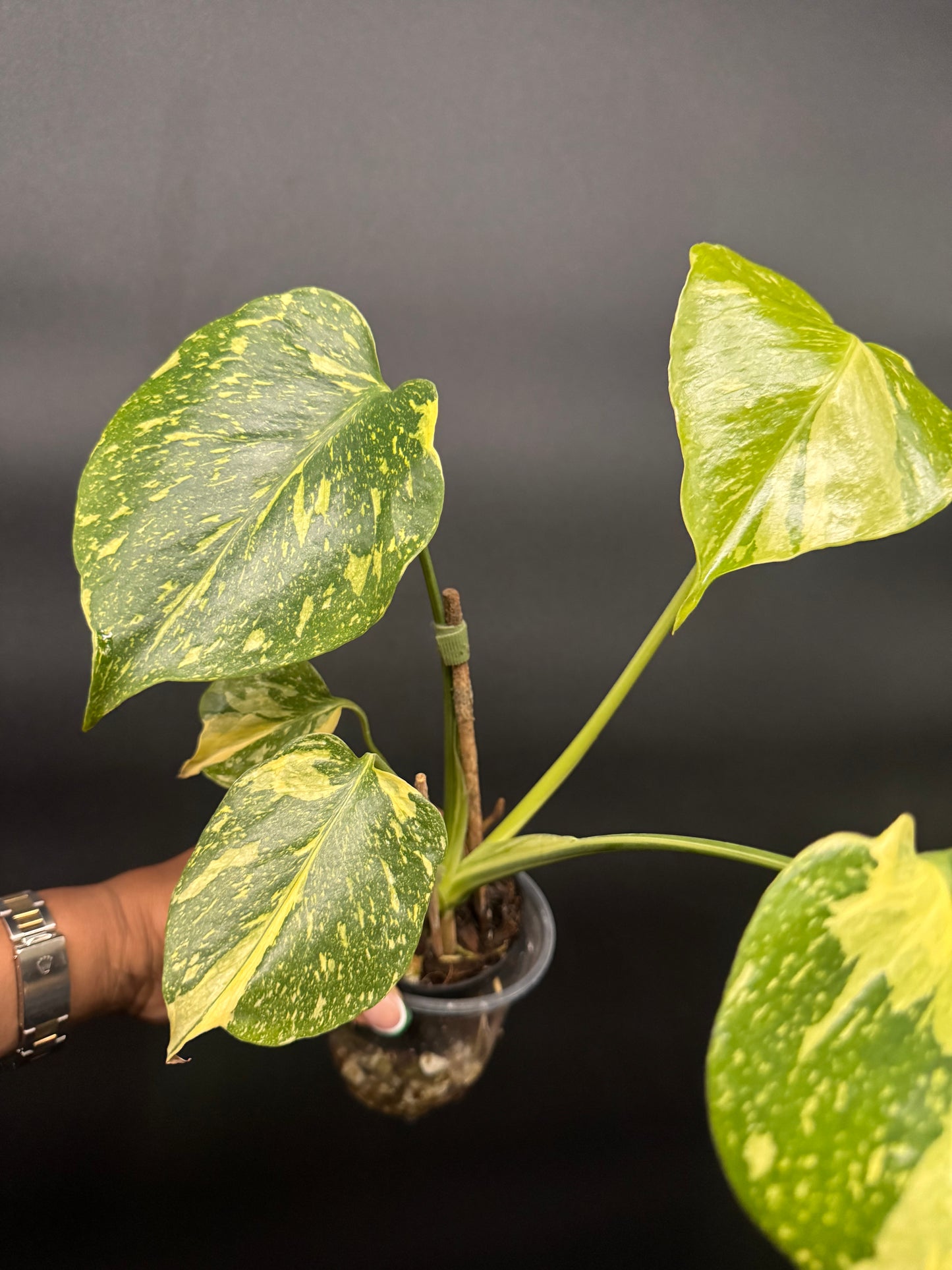 Variegated Monstera Electrolyte 🪴🦄