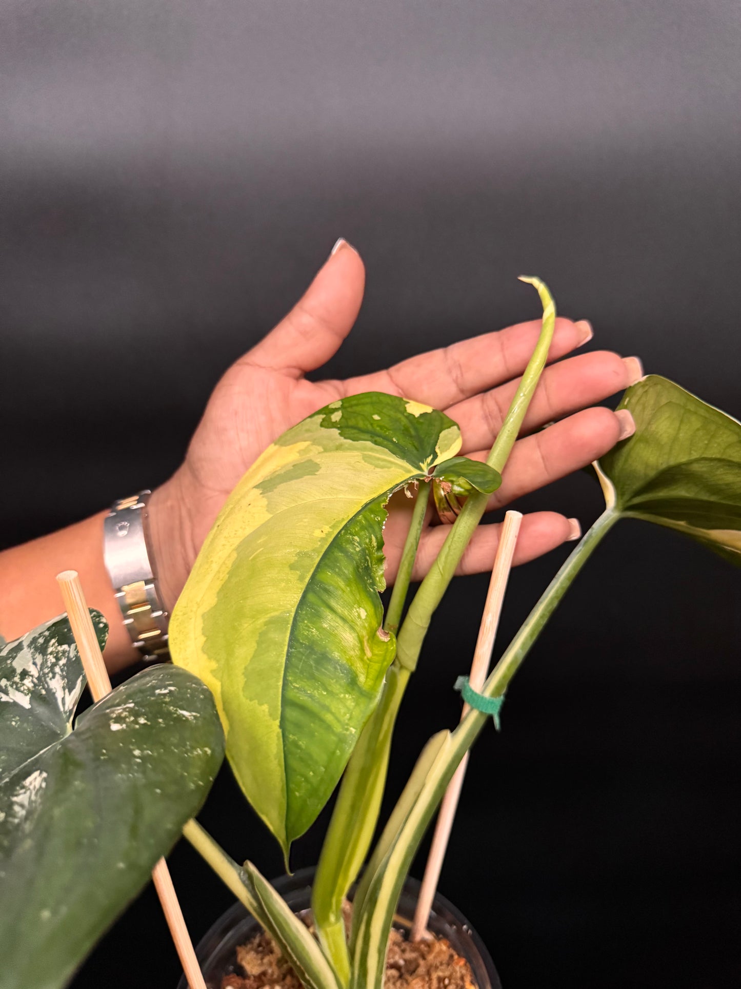 Huge variegated syngonium albo