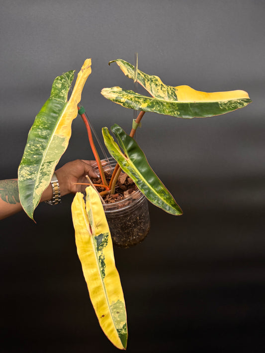 Variegated Philodendron Billietiae Full Mother Plant