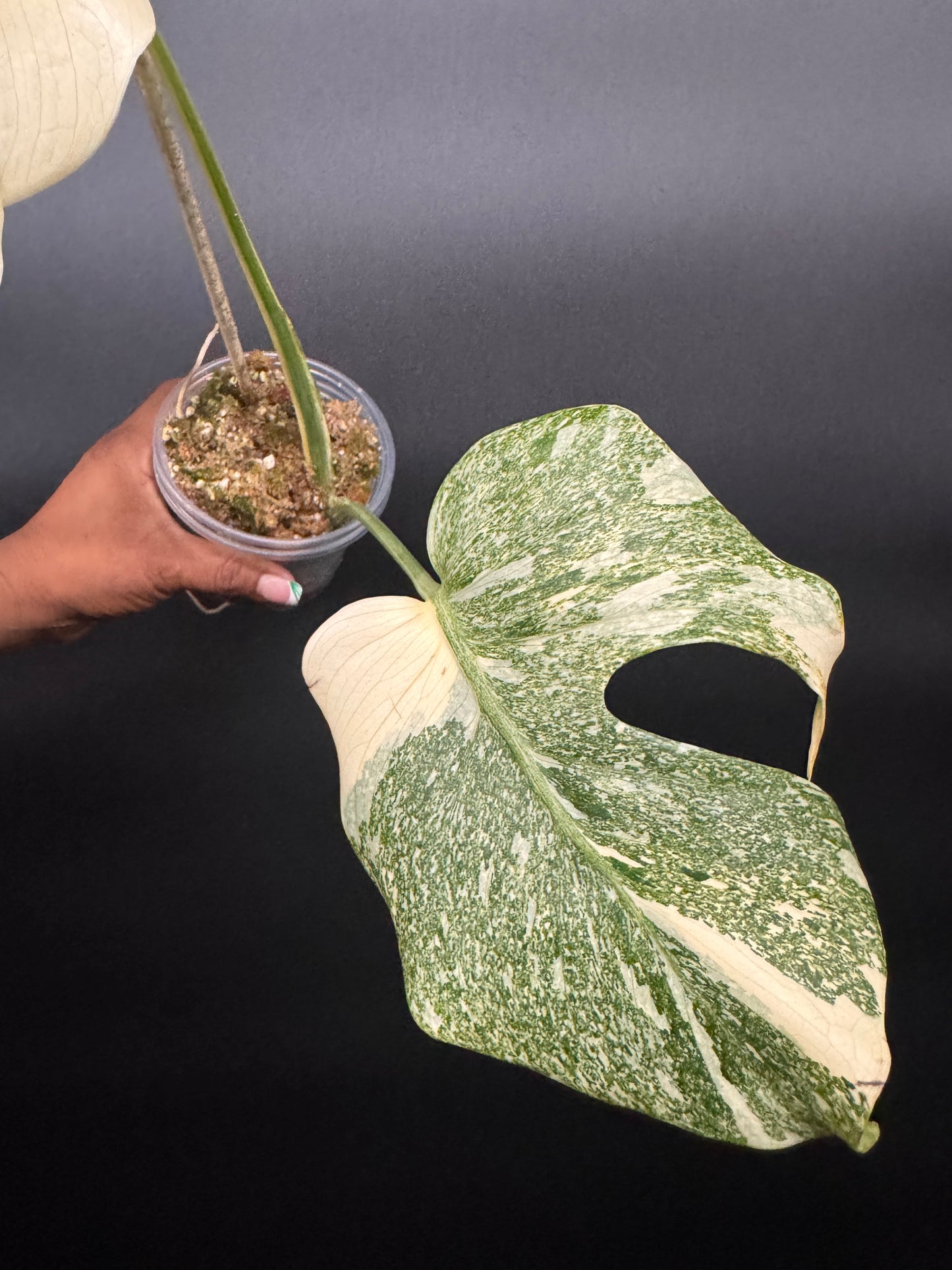 🪴🦄Variegated Monstera Platinum