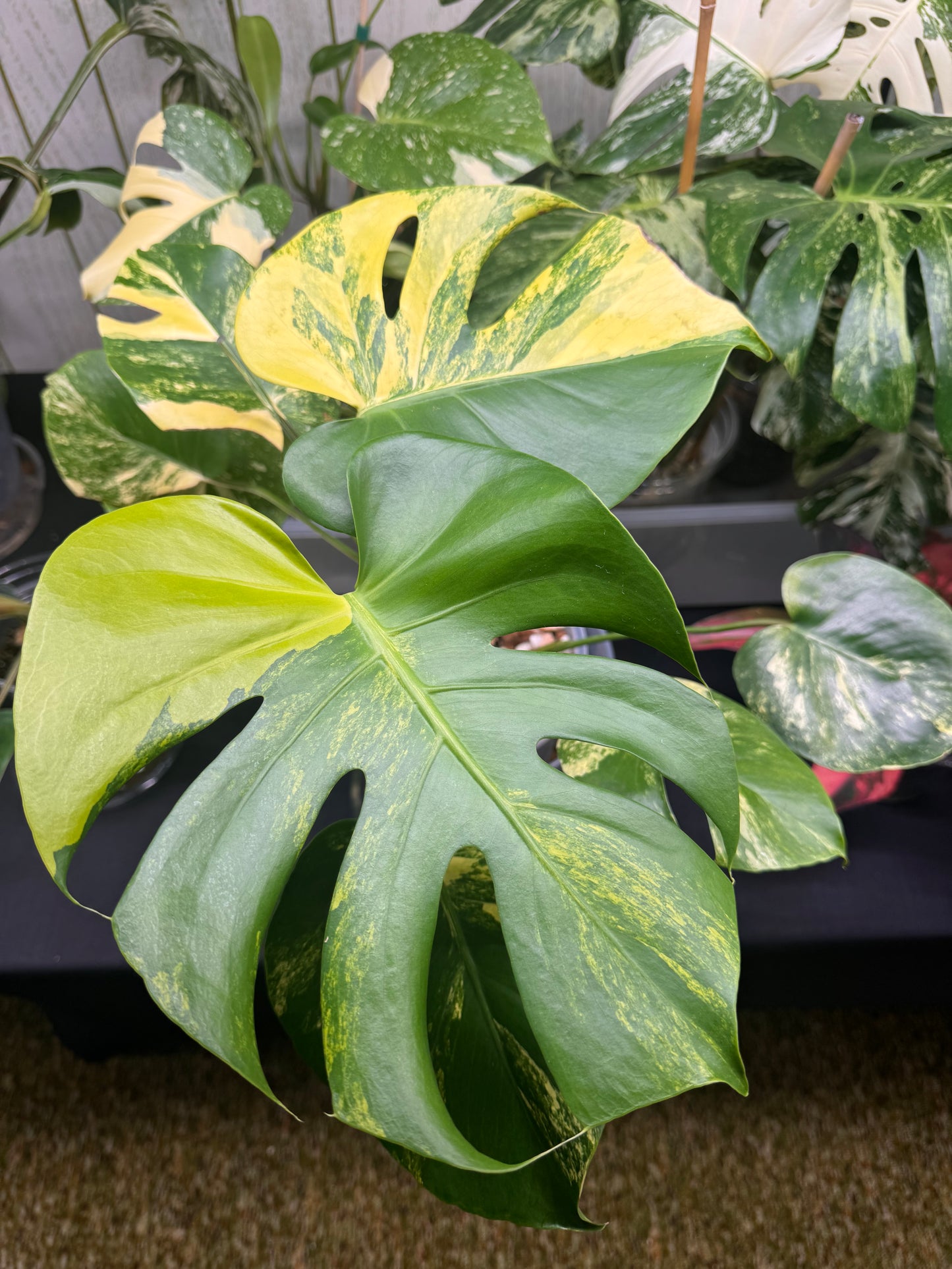 🔥Mature Monstera Pom Pom🪴🦄
