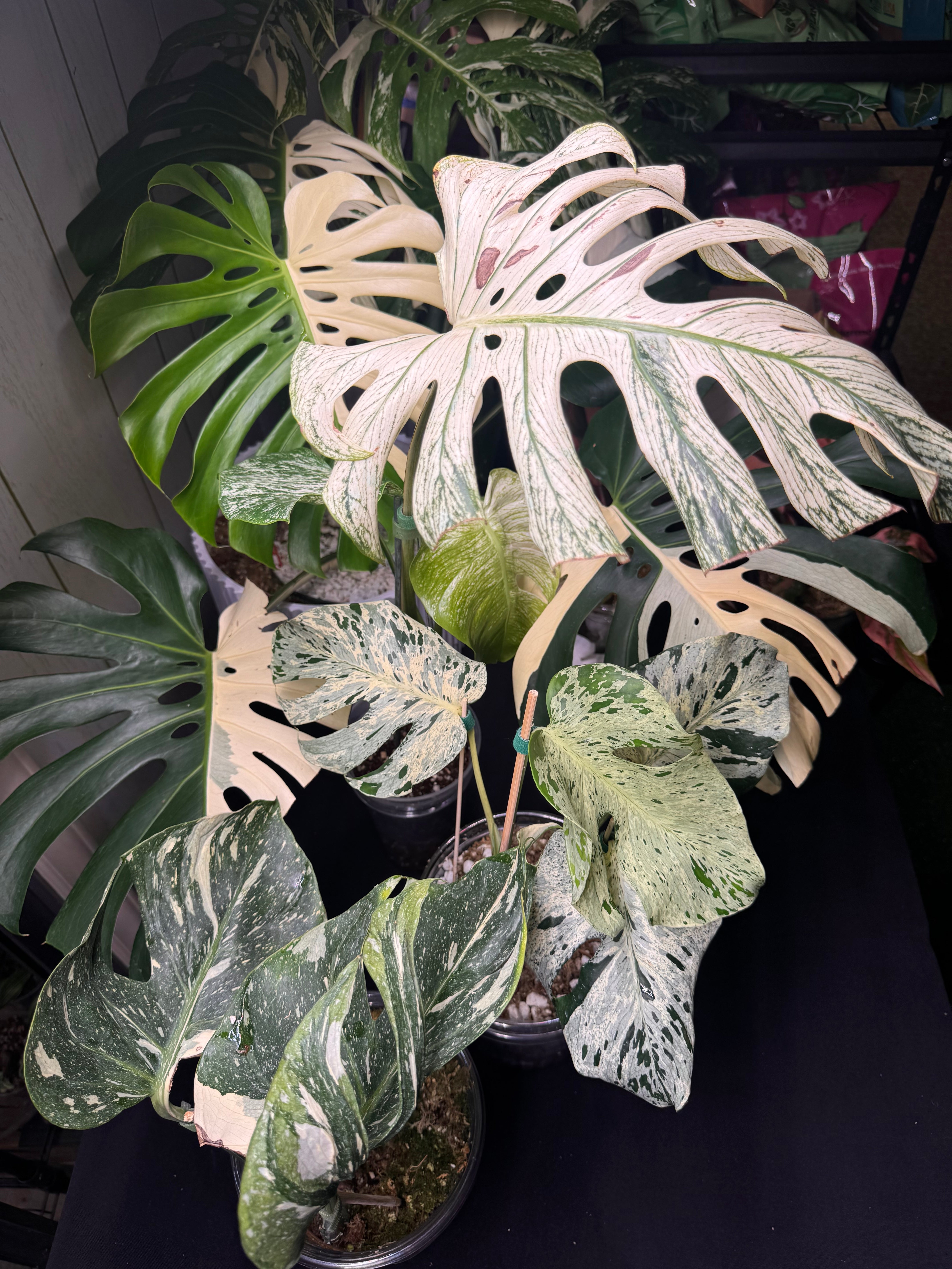 Top #1 Variegated Monstera Devil Monster🦄🦄 – Plant Gurus USA