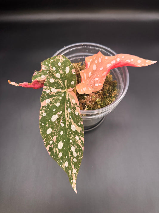 Pink Variegated Begonia Maculata
