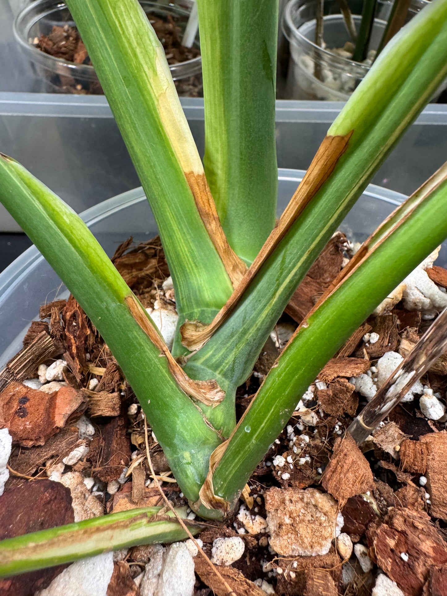 🔥Mature Monstera Pom Pom🪴🦄