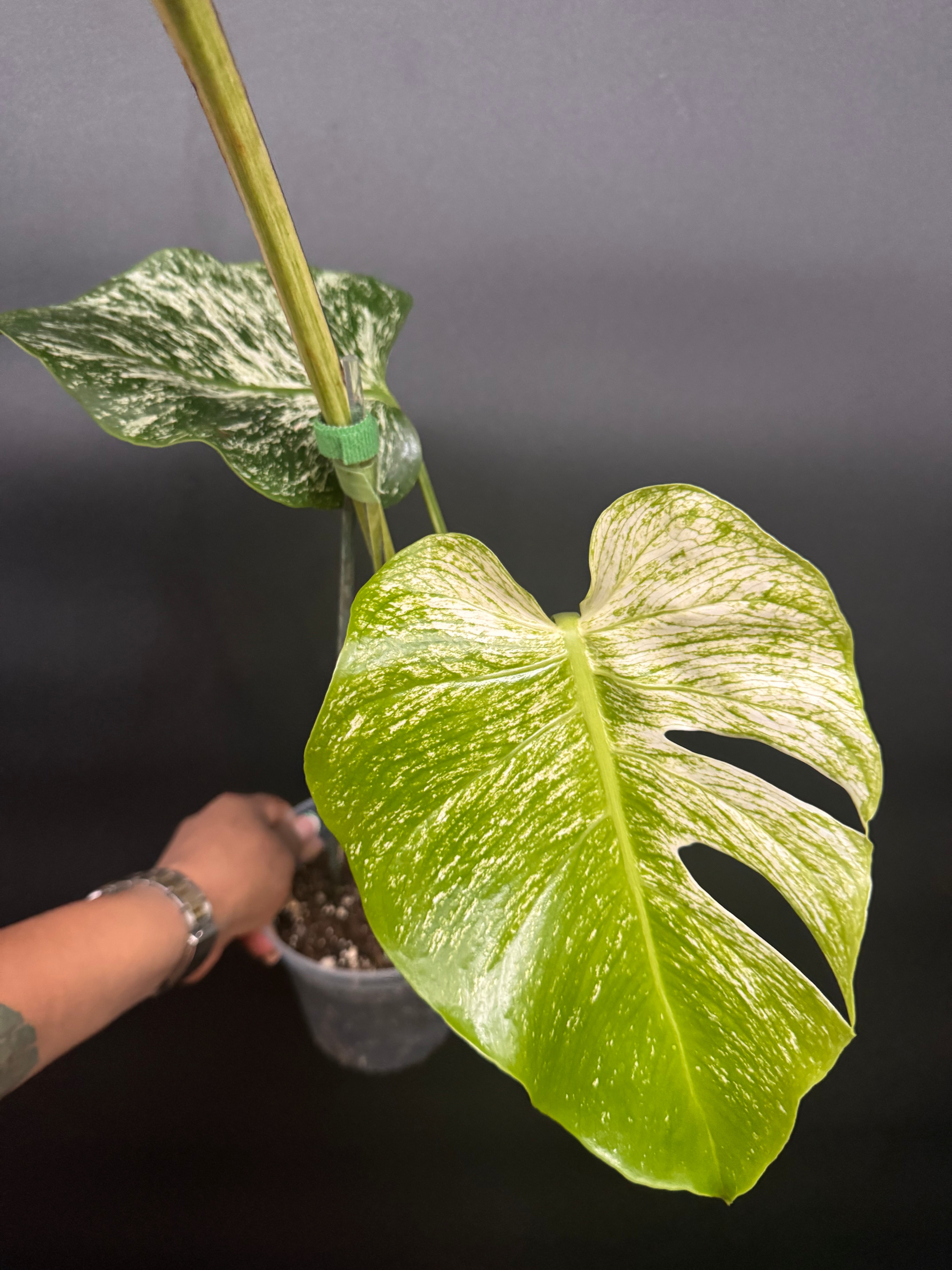 Top #1 Variegated Monstera Devil Monster🦄🦄 – Plant Gurus USA