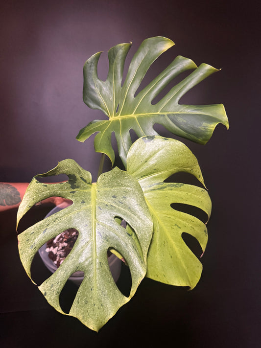 Variegated Monstera Shamrock Shake