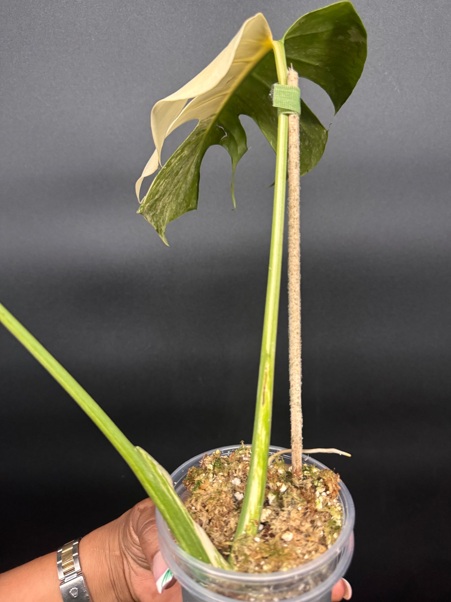 🪴🦄Variegated Monstera Platinum