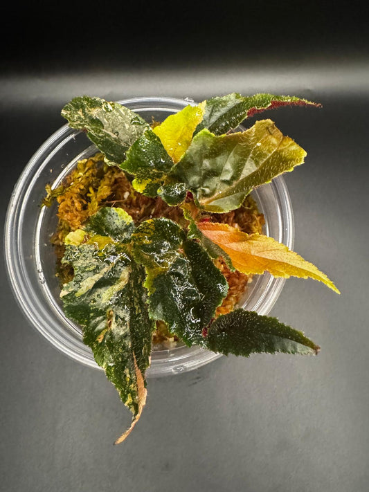 Variegated Begonia Ginny Galaxy | Pink-Orange-Flecked Foliage Wonder