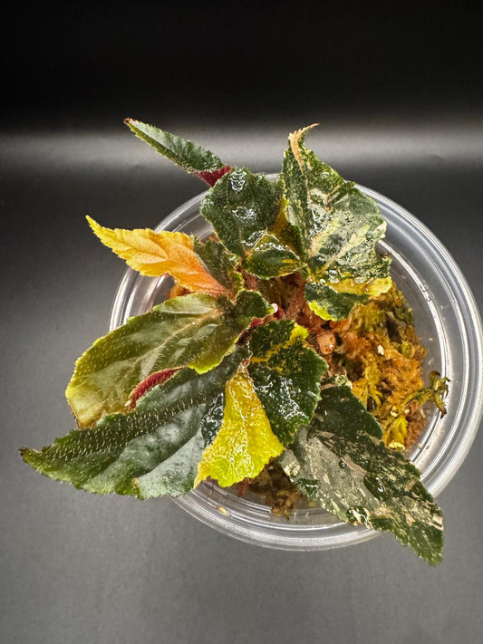 Variegated Begonia Ginny Galaxy | Pink-Orange-Flecked Foliage Wonder