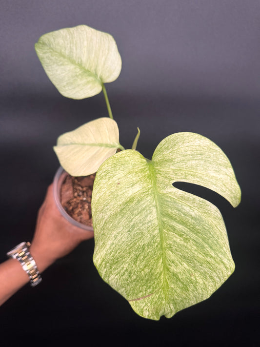 Variegated Monstera Full Mint